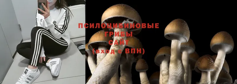 Псилоцибиновые грибы MAGIC MUSHROOMS  Энем 